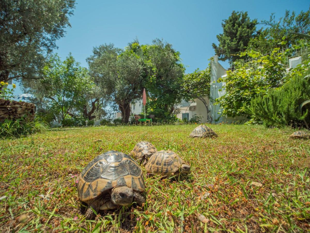 The Turtles Garden Villa Bečići Exterior foto